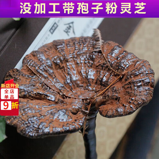 Fat Donglai's same style wild Ganoderma lucidum, pure natural purple Ganoderma lucidum, wild L-grown deep mountain natural non-bitter pruned branch with spore powder 500g whole Ganoderma lucidum 20-30 pcs