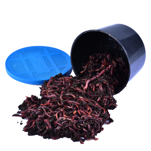 Live earthworm bait, fresh red worm fishing bait, crucian carp, wild fishing black pit fish material, nesting material, fish food, kill live earthworms, half Jin Jin equal to 0.5 kg (medium size), free nutritious soil