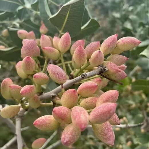 Pistachio seeds potted ground planting in the north and south planting pistachio green kernel pistachio tree seeds pistachio seeds 5 selected seeds
