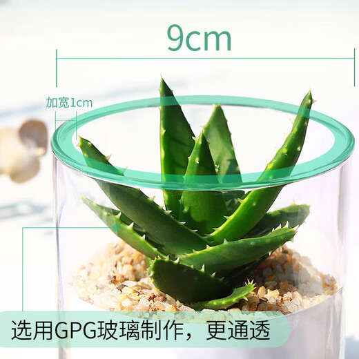 Succulent plant cactus potted indoor succulent cactus small potted flowering cute desktop green plant yellow hairy cactus + glass pot + gold sand + nutrient soil with pot