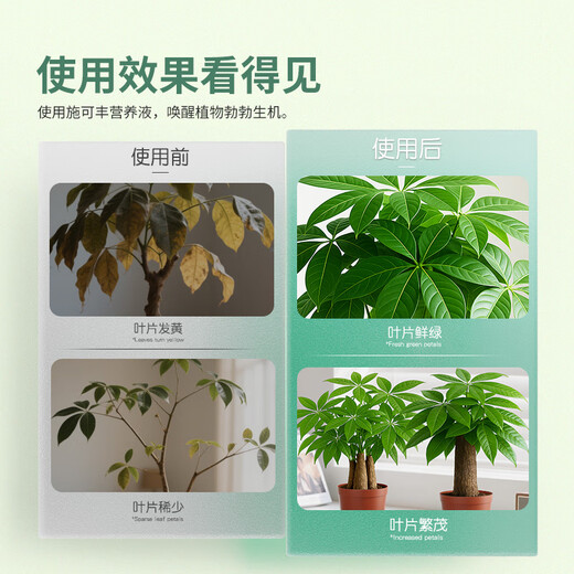 Shi Kefeng's Money Tree Nutrient Solution Special Fertilizer for Yellowing Leaves and Falling Leaves, Sterilization and Treatment for Yellow Leaf Spots and Roots, First Aid for Potted Plants
