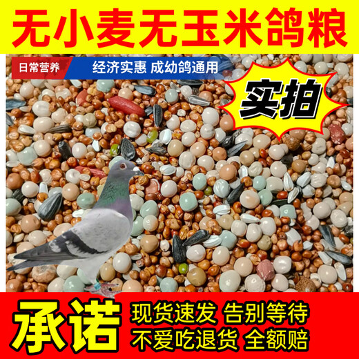 New pigeon food 20 Jin Jin is equal to 0.5 kg. Corn-free pigeon food with corn pigeon feed racing nutrition pigeon food for adult and young pigeons 5 Jin Jin is equal to 0.5 kg. No wheat and corn high-quality pigeon food 20 Jin Jin is equal to 0.5 kg.