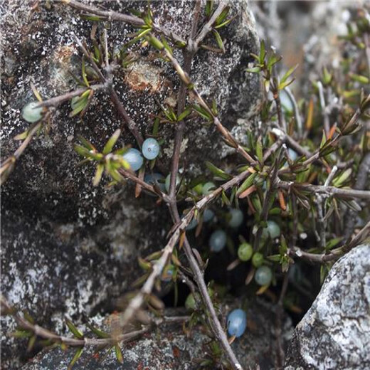 Opalberry, an Australian edible berry. Stenophyllum berries. Three varieties of native berries are very difficult to germinate. 5 small-flowered opalberries.