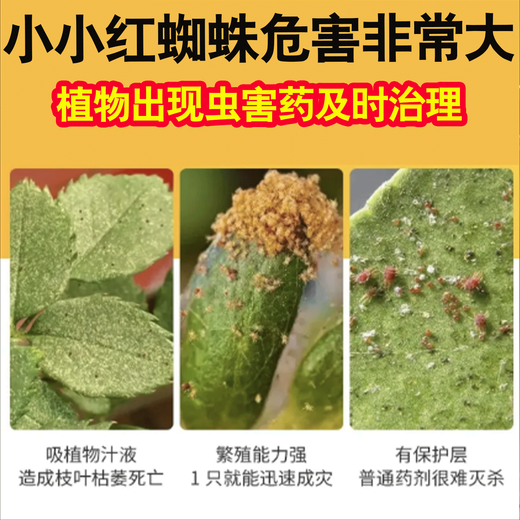 Special medicine to kill red spider mites, citrus tree red spider insecticide to kill thorn rose flowers, red spider mite medicine 2 bottles