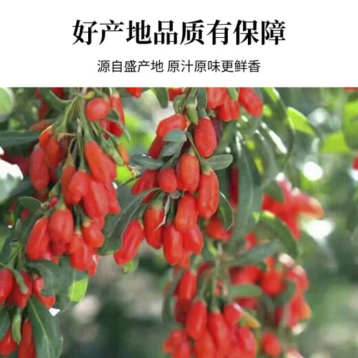 El granjero de Wolfberry de Ningxia se seca Natural Red Wolfberry sin lavar y agua para hacer té nuevo Wolfberry 250g*2 latas