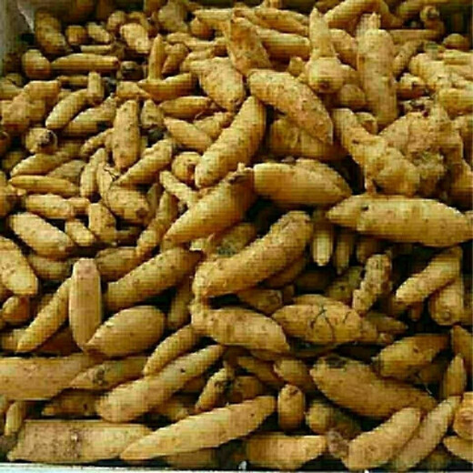 Gastrodia seeds Gastrodia 0th generation Gastrodia 1st generation Gastrodia seedlings Gastrodia seeds Gastrodia granular seeds 101 capsules + fertilizer