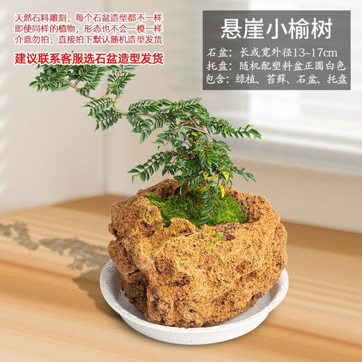 Absorbent stone flower pot, natural strange stone, absorbent stone, upper water stone, original stone, stone pot, calamus, succulent potted plant, bonsai micro-scape, 13-17cm stone pot + cliff small elm tree package one