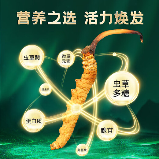 Tibetan Authentic Tibetan High-altitude Cordyceps Gift Box tonic for the first stage of the Cordyceps gift for elders and parents [Economic and self-use] 5 sticks/g-10 grams-50 sticks [Special discount]