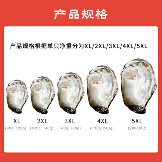 Fresh Jingcai Fresh Oysters 3XL Net weight 5Jin Jin is equal to 0.5kg 13-18 pieces Fresh to your home Fresh seafood Straight from the source