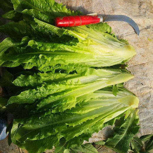 Shanghai green seeds for all seasons, small green vegetables, chicken feathers, fast vegetables, small cabbage, rapeseed, heat-resistant, wet-resistant and cold-resistant, for field use, original fragrance lettuce seeds, about 1500 capsules, 1 pack