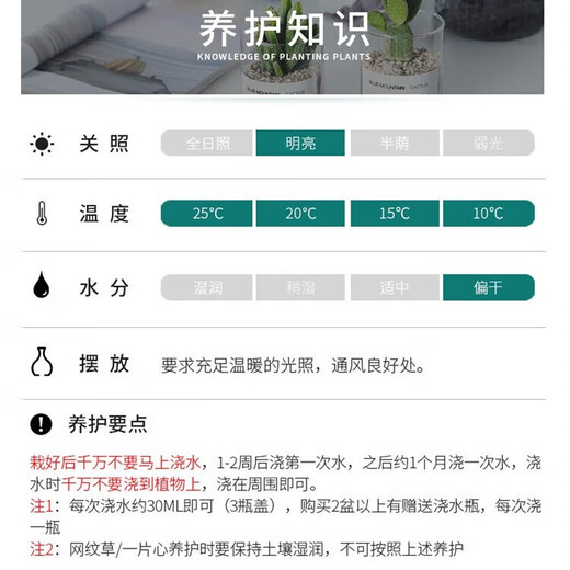 Succulent plant cactus potted indoor succulent cactus small potted flowering cute desktop green plant yellow hairy cactus + glass pot + gold sand + nutrient soil with pot