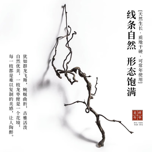 接运猫龙枣干枝树枝树干装饰弯曲插花干枝风干干花龙枣枝11011 天然龙枣枝15885cm一物一拍 干树枝