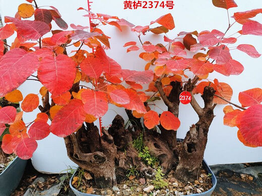Huangzhu Bonsai natürlicher alter Haufen seltsamer Haufen reife Haufen Peking Xiangshan Rotblatt Stumpf Winter Winter kalt-resistent real huangzhu 3887 Nr. 3887 Kein Topf ohne Topf