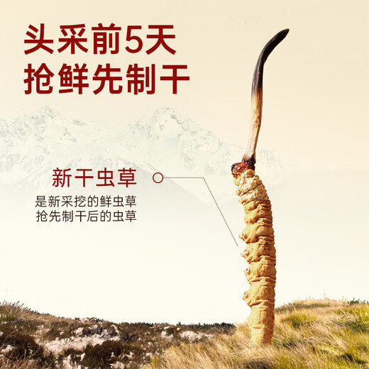 Ayishe Cordyceps sinensis about 4-5 roots/g10g about 42 roots Cordyceps gift box gift supplements