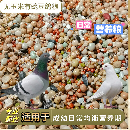 New pigeon food 20 Jin Jin is equal to 0.5 kg. Corn-free pigeon food with corn pigeon feed racing nutrition pigeon food for adult and young pigeons 5 Jin Jin is equal to 0.5 kg. No corn pigeon food with peas 20 Jin Jin is equal to 0.5 kg.