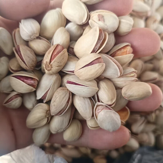Pistachio seeds potted ground planting in the north and south planting pistachio green kernel pistachio tree seeds pistachio seeds 5 selected seeds