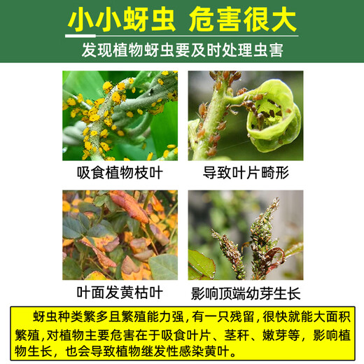 Guoguang-insecticida imidacloprid, pequeña medicina blanca, flor, planta vegetal, pulgón, gránulos de suelo, ajenjo, aerosol genuino, 200g