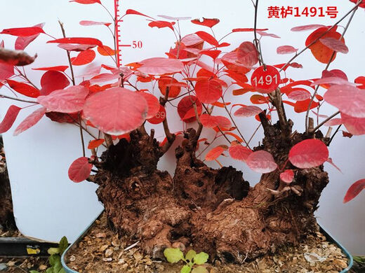 Huangzhu Bonsai natürlicher alter Haufen seltsamer Haufen reife Haufen Peking Xiangshan Rotblatt Stumpf Winter Winter kalt-resistent real huangzhu 3887 Nr. 3887 Kein Topf ohne Topf