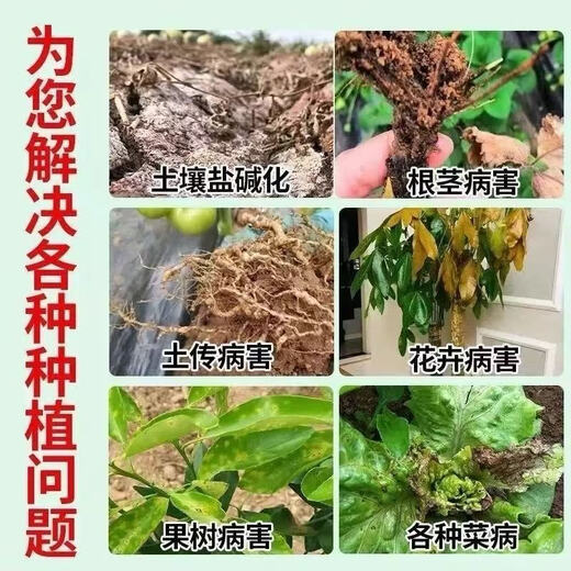 Soil bacteria clear agricultural genuine soil-borne diseases special rapid disinfection, sterilization and resistance to repeated cropping microbial fertilizer 5 bags, sterilization and disease resistance, soaring production