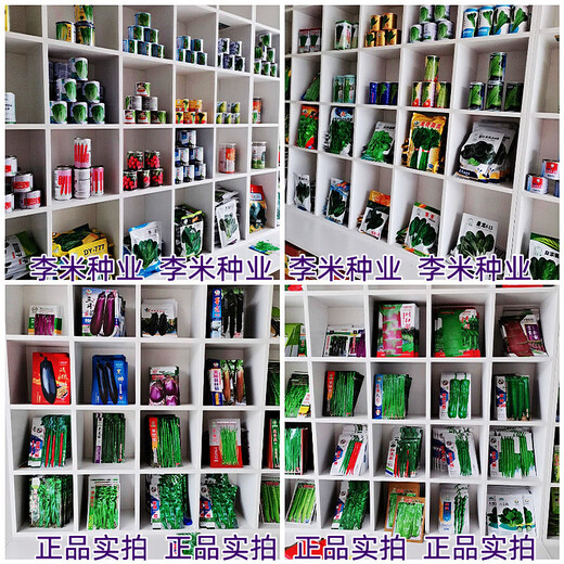 Zhongshu No. 4 unlimited growth tall round fruit tomato seeds tomato seeds disease-resistant medium-ripe vegetables GBS-Meidas 2000 capsules