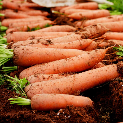 Jingxiansheng Shandong fresh carrots with mud, net weight 3Jin Jin is equal to 0.5kg, single fruit 150g+, straight from the source