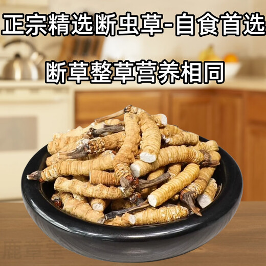 Véritable cordyceps cordyceps sinensis grande herbe brisée haute altitude brisée cordyceps 2025 Premier chaume nouveau auto-usure grande cordyceps cassé naqu high altitude cassée cordyceps 10g pack