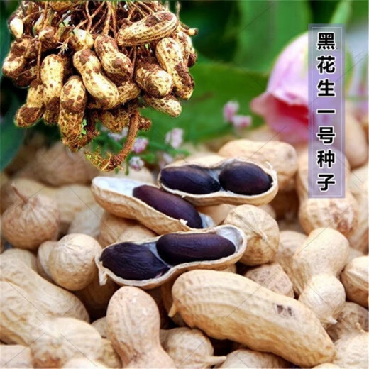 Black peanut seeds, sown in spring and summer, purple and black peanut seeds, black seed peanuts, original peanuts for field use, net weight in shell, Jin Jin equals 0.5 kilograms, 1000 grams