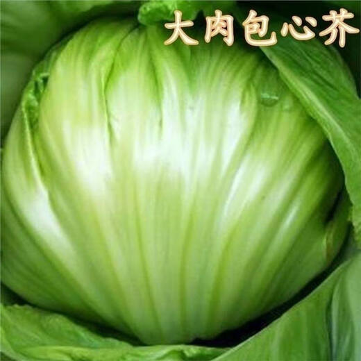 Packed Mustard Seeds, Big Meat Cabbage, Mustard Seeds, Pickled Vegetable Buns, Easy to Grow Delicious Vegetable Seeds, Packed Mustard Seeds 100g