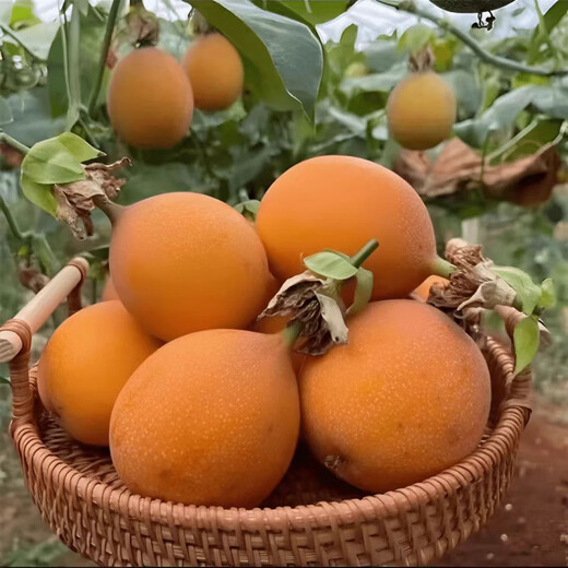 Passion fruit seeds are easy to grow in balcony potted courtyards. Summer flowering fruits can be sown and planted in all seasons. Passion fruit seeds are easy to grow. 5 packs of passion fruit seeds, about 250 seeds, are more fragrant and delicious.