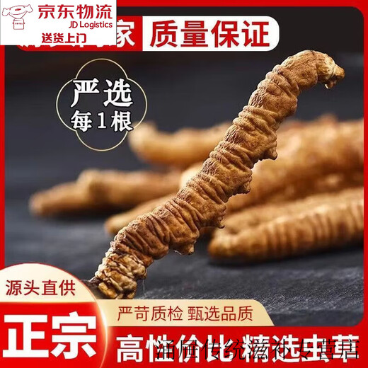 北京同仁堂【黑色星期五】冬虫夏草虫草正宗滋补养生自用王头期新鲜干货 皇级冬虫夏草25支送30支[到手55