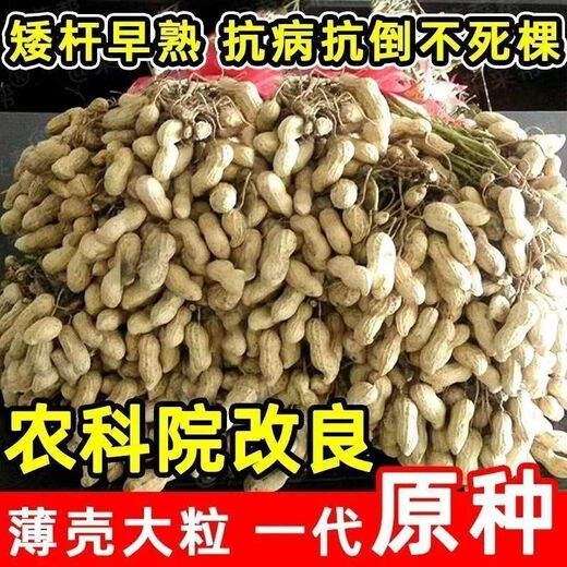 Семена арахиса с тонкой кожицей и крупными оригинальными семенами можно сохранить. Ультракарликовые, раннеспелые новые семена, дающие больше масла, и семена для домашнего садоводства. Недавно разработанные семена арахиса Хайхуа № 1 можно сажать по всей стране - высокая устойчивость к болезням + вес нетто 5.