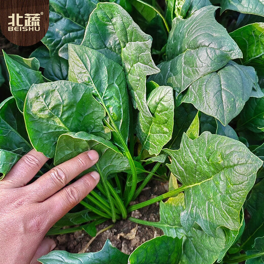 Beishu spinach seeds with large leaves and red roots, winter and spring cold-resistant four-season vegetable seeds, spinach seeds with red roots and large leaves 50g