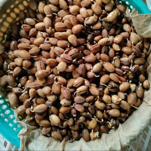 Pistachio seeds potted ground planting in the north and south planting pistachio green kernel pistachio tree seeds pistachio seeds 5 selected seeds