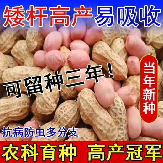 Семена арахиса с тонкой кожицей и крупными оригинальными семенами можно сохранить. Ультракарликовые, раннеспелые новые семена, дающие больше масла, и семена для домашнего садоводства. Недавно разработанные семена арахиса Хайхуа № 1 можно сажать по всей стране - высокая устойчивость к болезням + вес нетто 5.