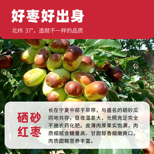 Das authentische Ningxia Special Wolfberry 500G + Ningxia Zhongning Special Selen Sand erster Klasse Jujube 300G