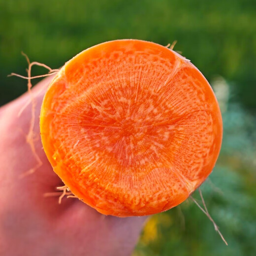 Jingxiansheng Shandong fresh carrots with mud, net weight 3Jin Jin is equal to 0.5kg, single fruit 150g+, straight from the source