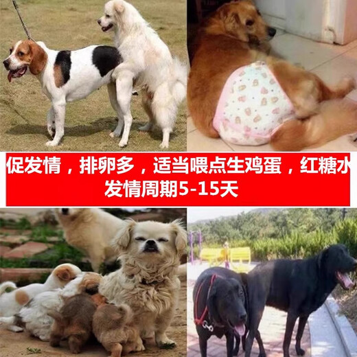 Veterinary pigs, dogs, cows, sheep and rabbits, affectionate pregnancy-promoting multi-baby treasures, affection-inducing female livestock ovulation, mother-fertility feed additives 1 bag price