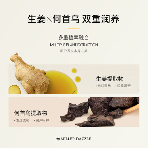 Miller DAZZLE Ginger Shampoo Men's Polygonum multiflorum Arborusi Shampoo Ginger Sauce Shampoo 500ml