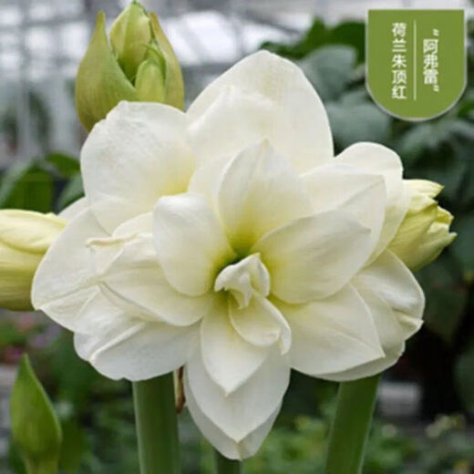 Imported amaryllis seed bulbs, large ball potted flower seedlings, double amaryllis seeds with buds for all seasons, green plants and flowers 8. Elf seed bulb circumference 15-18cm
