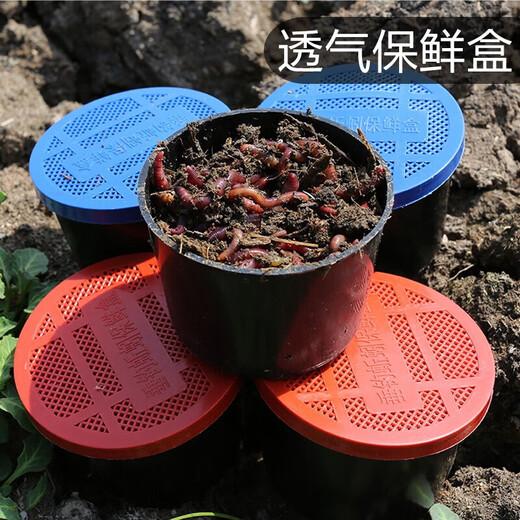 Live earthworm bait, fresh red worm fishing bait, crucian carp, wild fishing black pit fish material, nesting material, fish food, kill live earthworms, half Jin Jin equal to 0.5 kg (medium size), free nutritious soil