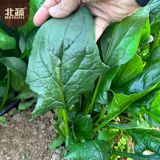 Beishu spinach seeds with large leaves and red roots, winter and spring cold-resistant four-season vegetable seeds, spinach seeds with red roots and large leaves 50g