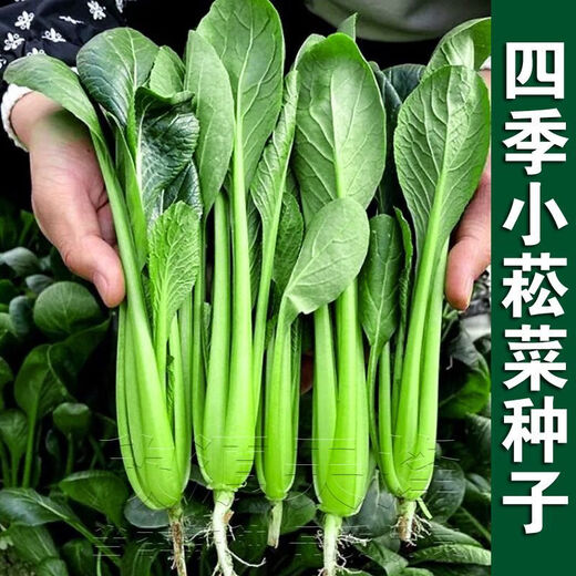 
Green stems and small vegetable seeds in spring and summer, small cabbage, rapeseed, vegetable seeds, green vegetable seeds, all seasons of balcony pot plant #G4B[Xiaoseng seeds] 15931 capsules