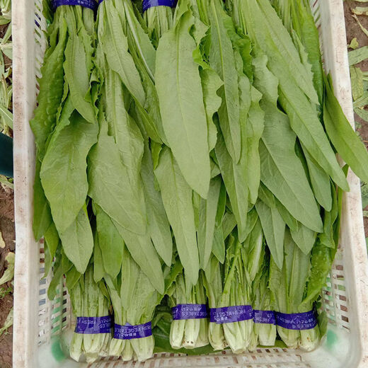 Shanghai green seeds for all seasons, small green vegetables, chicken feathers, fast vegetables, small cabbage, rapeseed, heat-resistant, wet-resistant and cold-resistant, for field use, original fragrance lettuce seeds, about 1500 capsules, 1 pack