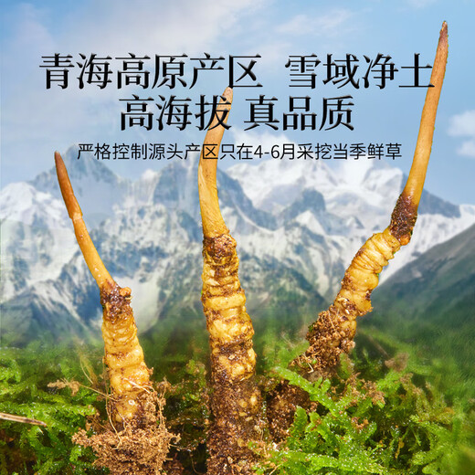同仁堂（TRT）品牌 新鲜冬虫夏草鲜虫草约0.81-1.0克/根10根装源头直发青海