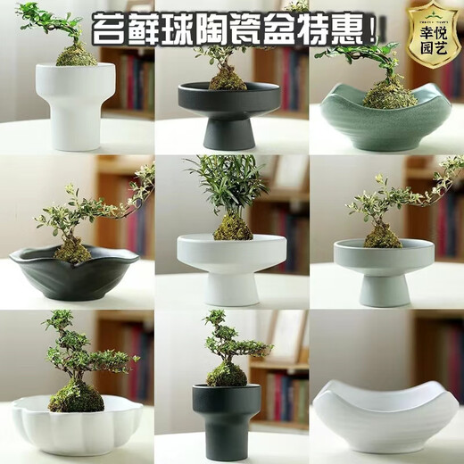 幸悦苔藓球花盆文竹无孔水样陶瓷创意家用紫砂中式禅意办公室摆件盆景 TX小号平口JW1098灰砂 陶瓷