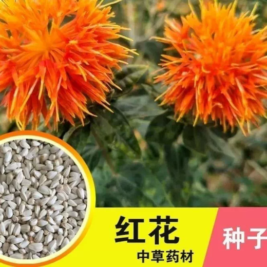 Xiaochunfeng Chinese herbal medicine safflower seeds saffron seeds Xinjiang grass saffron seeds genuine pure new field planting seeds safflower seeds 5Jin Jin equal to 0.5 kg