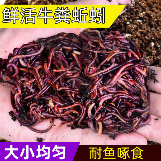 Live earthworm bait, fresh red worm fishing bait, crucian carp, wild fishing black pit fish material, nesting material, fish food, kill live earthworms, half Jin Jin equal to 0.5 kg (medium size), free nutritious soil