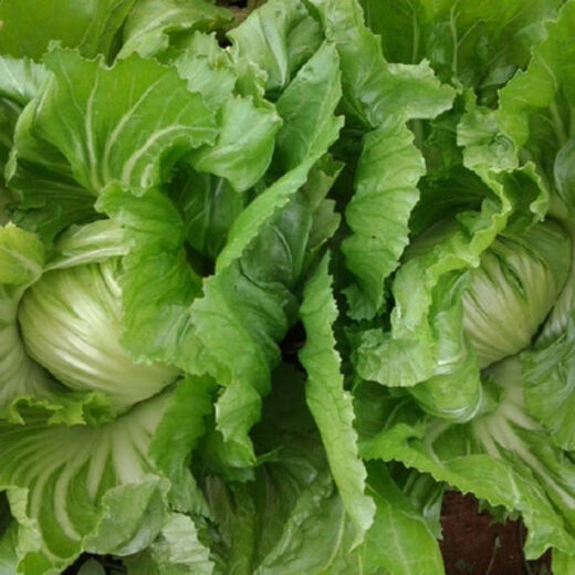 Packed Mustard Seeds, Big Meat Cabbage, Mustard Seeds, Pickled Vegetable Buns, Easy to Grow Delicious Vegetable Seeds, Packed Mustard Seeds 100g