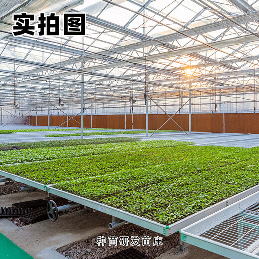 [Shouhe] semis d'oignon shouguang avec semis de racine semis de semis ciboulias shouguang graines d'oignon à la maison plantant balcon jardin shouguang graine d'oignon 1050 shouguang oignon graines graines