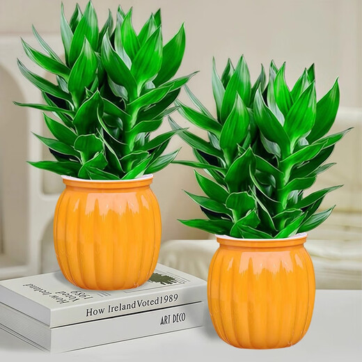 Qiayi Hydroponic Guanyin Bamboo Rich Bamboo Potted Plants Purify the Air in the Office and Living Room to Feed Desktop Green Plants. Send 2 bottles of Guanyin Bamboo 6 pieces + light luxury resin bottle + sticker + nutrient solution